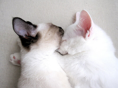 秘鲁血拼卡塔尔,法比尼奥的手术刀与绿茵沙场的慢性绞杀