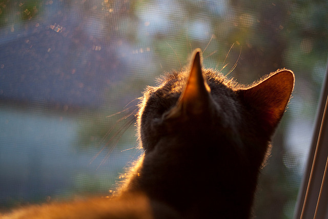双城记,从凯尔特人单节拉开上海队,到贝恩在东决关键战接管比赛