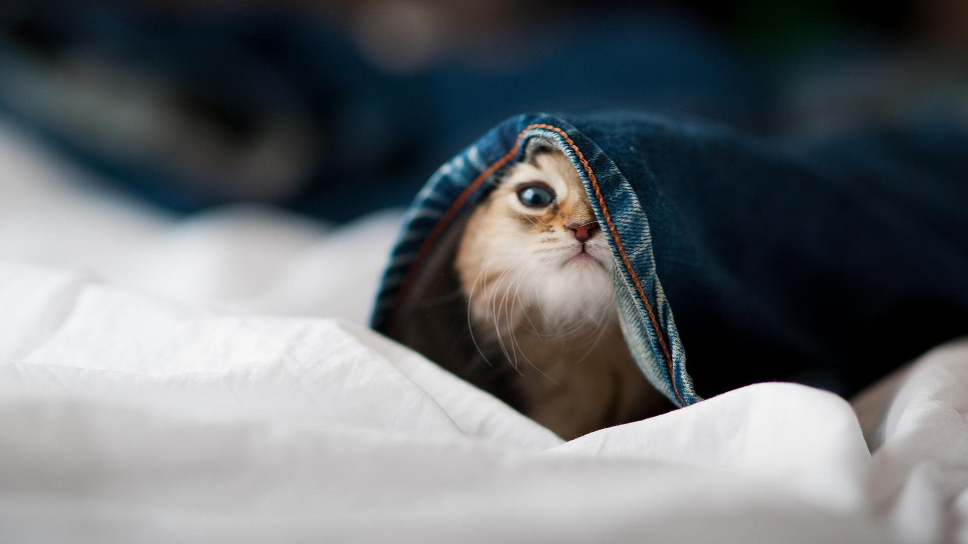 禁区魔术师，恩比德如何突破次元壁改写现代中锋定义