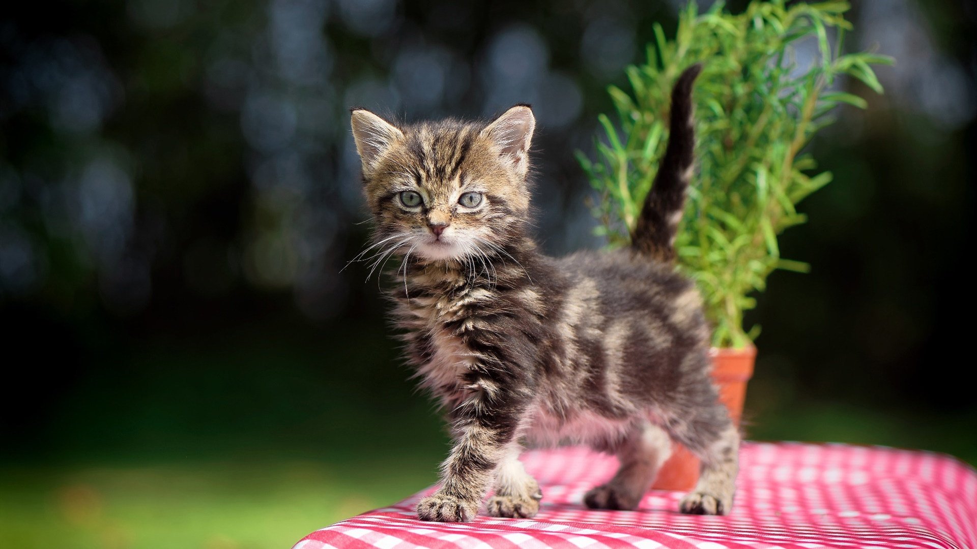 沉默的轰鸣,西亚卡姆用31分11篮板写下的奥运密码