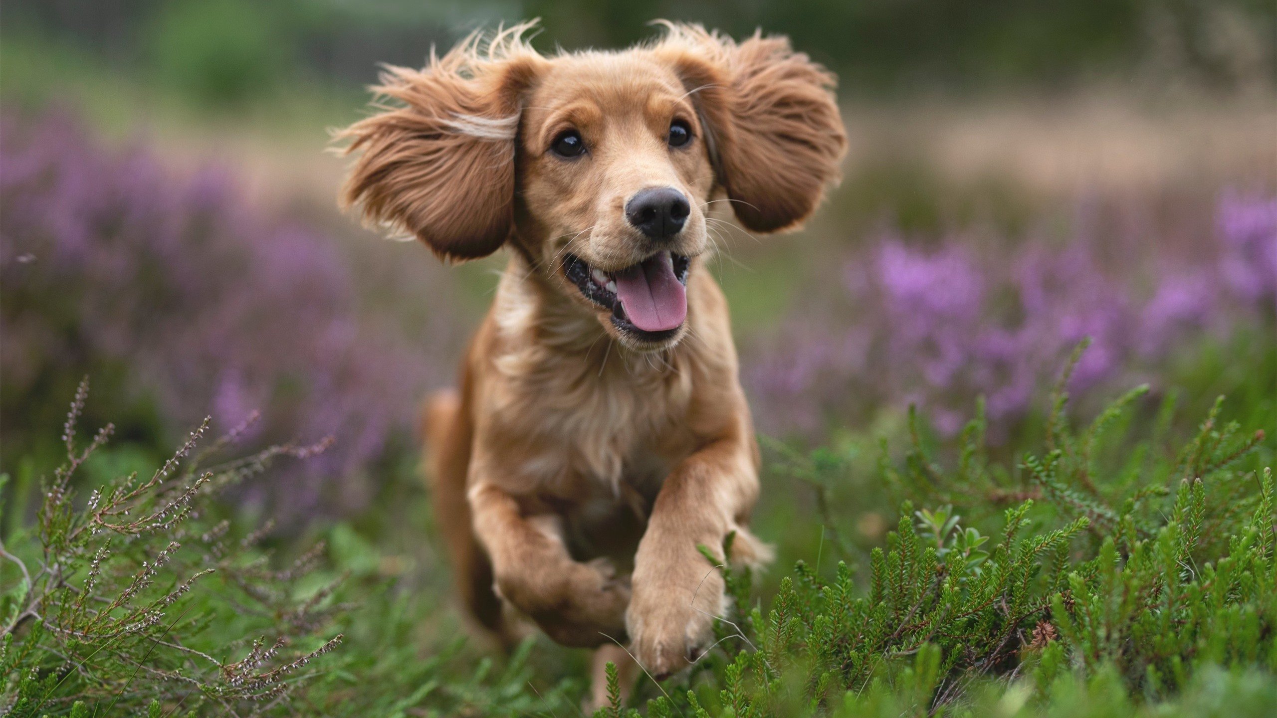 唯一性被改写，定海神针成色几何？