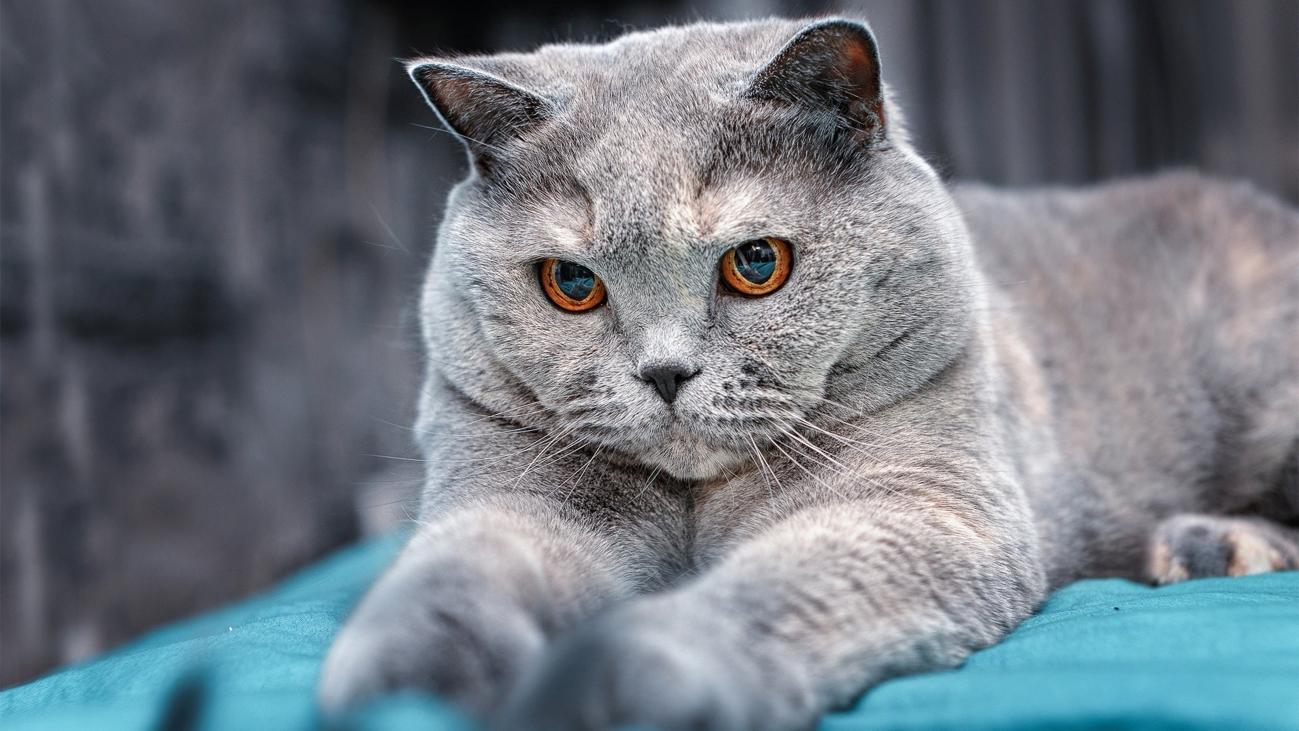 时间的主宰者，当詹姆斯在费城与芝加哥的夹缝中写下永恒