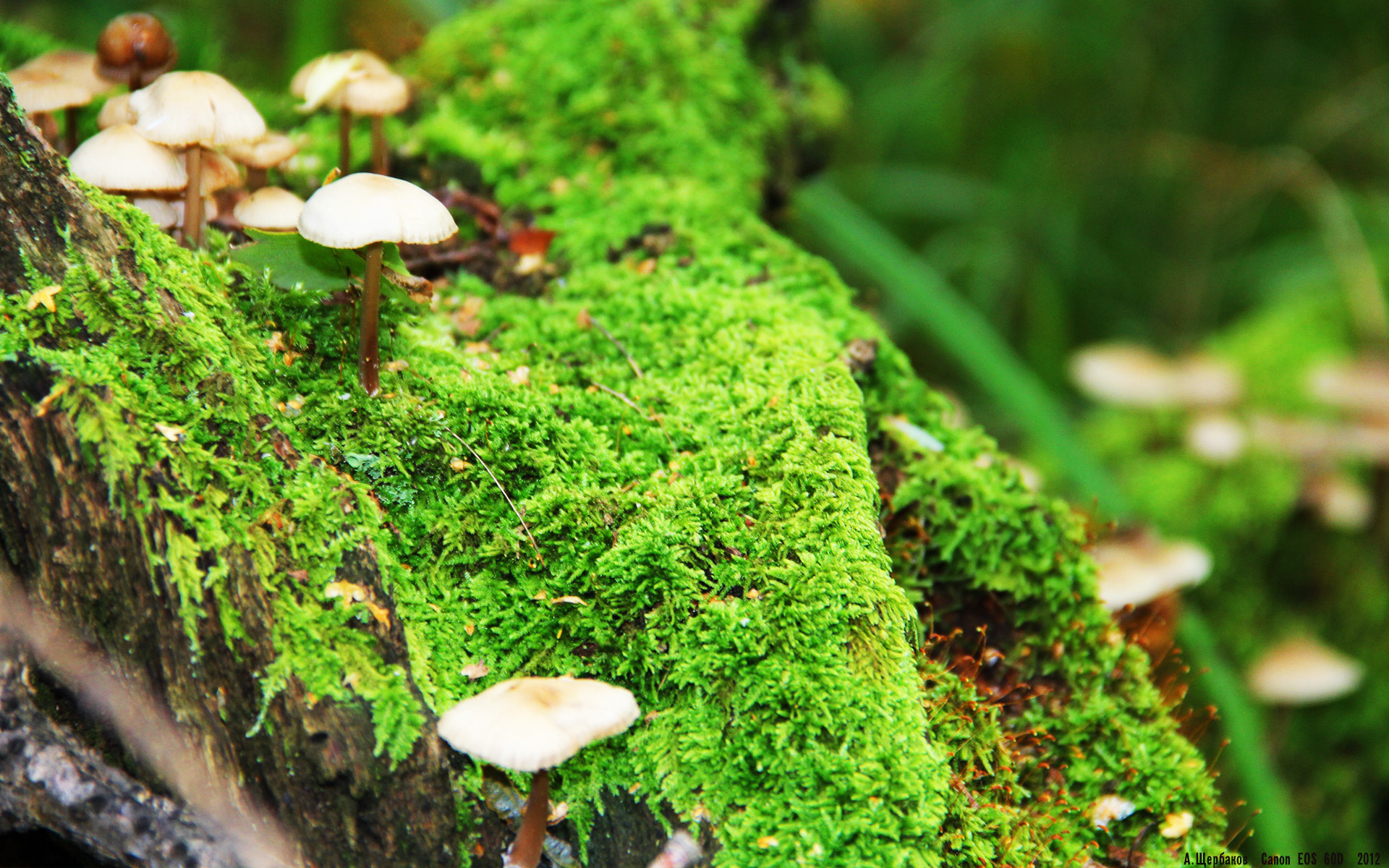 蓝鸢尾与赤道风暴的碰撞,卡瓦哈尔一击定乾坤
