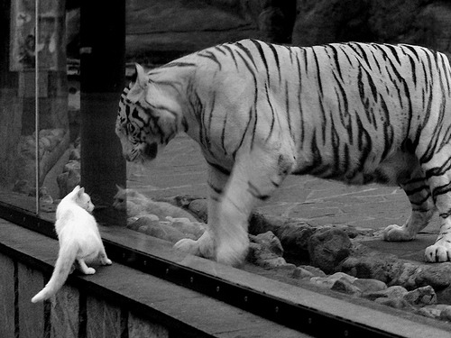 唯一性的竞技场,F1街道赛焦点战与切尔西爆冷德国的启示