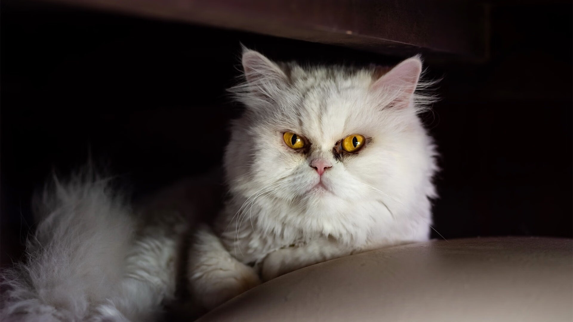 跨时空决赛，当浙江队点球决胜NBA鹈鹕，这可能是体育史上最匪夷所思的巅峰对决