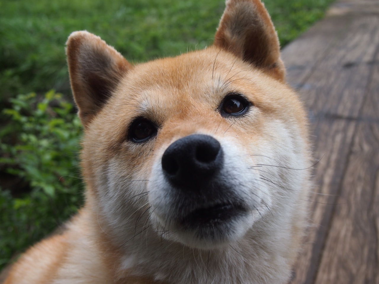 引擎轰鸣与绿茵暗涌,当F1缠斗哲学遇上国际米兰的战术压制