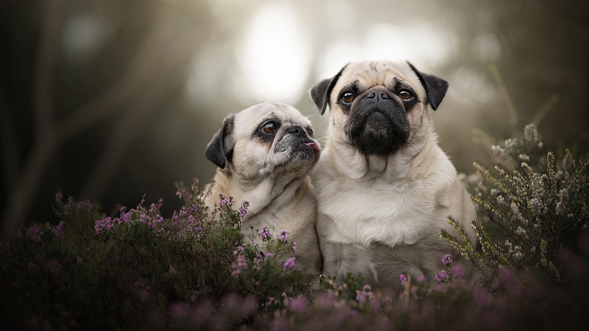 坚盾与利刃，金玟哉的个体统治，映照法国整体的完美风暴