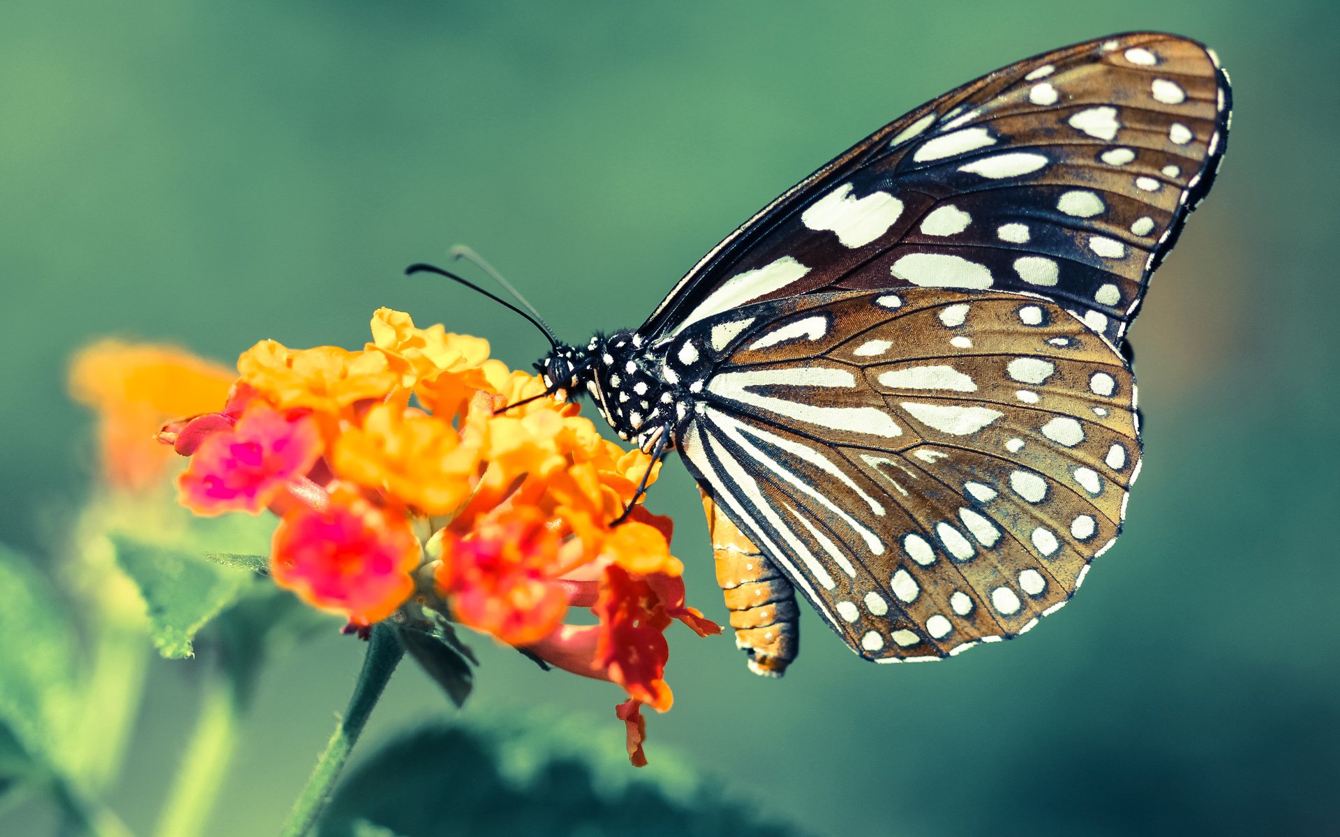 数据预告,当里昂遇上伊朗,穆勒式爆发已无法阻挡