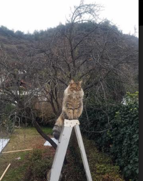 绿茵与硬木，当C罗的热力点燃季后赛之夜