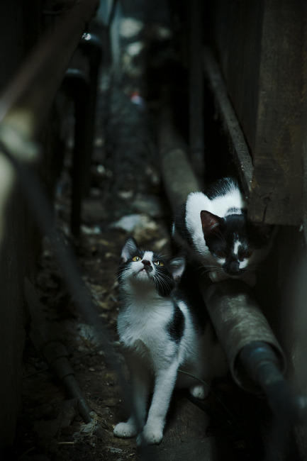 征服黄潜！劳塔罗的烈焰之夜—他用欧冠淘汰赛的咆哮，宣告蓝黑军团的霸权